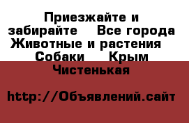 Приезжайте и забирайте. - Все города Животные и растения » Собаки   . Крым,Чистенькая